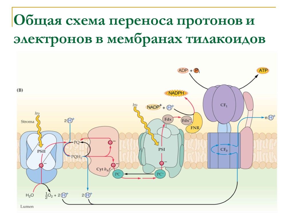 Общая схема переноса протонов и электронов в мембранах тилакоидов